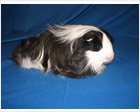 Silkie