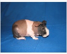 Skinny Pig (rare variety)