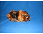 Satin Abyssinian