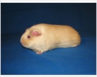 Satin Smooth Coat