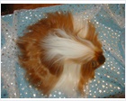 Satin Silkie