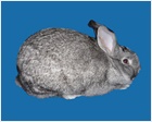 American Chinchilla