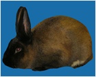 American Sable