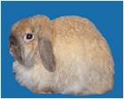 American Fuzzy Lop