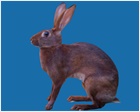 Belgian Hare