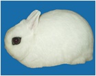 Dwarf Hotot