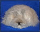 English Angora