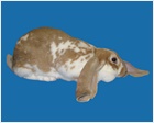 English Lop