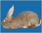 Flemish Giant