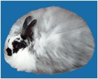 French Angora