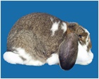 French Lop