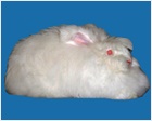 German Angora