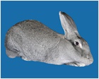 Giant Chinchilla