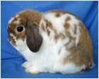 Holland Lop