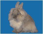 Lionhead