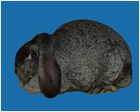 Mini Lop