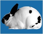 Mini Rex