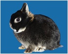 Netherland Dwarf