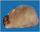 Satin Angora