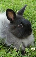 BUNNY HOLLOW