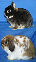 PINE RIVER RABBITRY