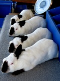 Bethesda Rabbits