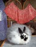 Rabbit Hill Angoras and Yarn