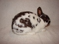 TWIN MAPLES RABBITRY